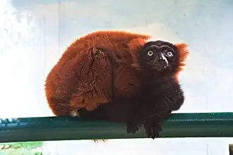 Roter Vari (Varecia rubra)