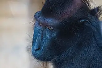 Schopfmakak (Macaca nigra)
