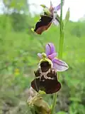 Ophrys holoserica