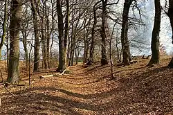 Westlicher Teil des Hohlweges innerhalb der Pennekuhle