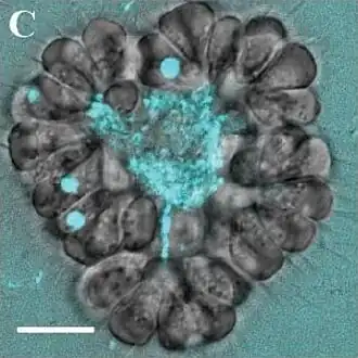 Kolonie von B. monosierra mit Bakterien (cyan) im Lumen. Balken: 10&nbsp;µm
