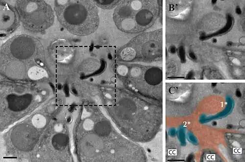 Die TEM-Aufnahmen zeigen wie sich die bakteriellen Symbionten physisch mit der extrazellulären Matrix (ECM) von B. monosierra verbinden und sich um diese quasi wickeln (Ausschnittsvergrößerung rechts, unten koloriert, orange: ECM, türkis: Bakterien).