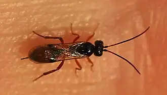 Bathythrix pellucidator ♀