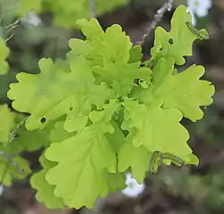 Etwa 10 Larven an einer Jungpflanze