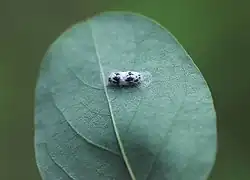 Kokon auf der Blattunterseite einer Robinie, Anfang August