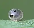 Parasitiertes Ei mit 3 Austrittslöchern