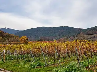 Blick von Maikammer zur Kanzel