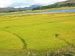 Reisfelder am Lago Seloi