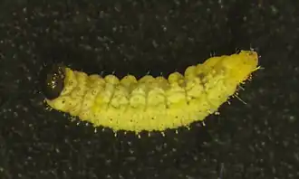 Larve, Ventralansicht