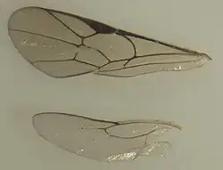 Flügel von Hypsicera femoralis