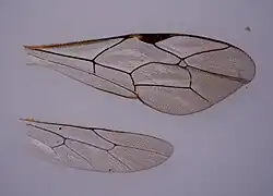 Apechthis rufata ♂