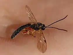 Apechthis rufata ♂