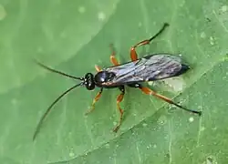 ♂ schwarze Coxae erkennbar