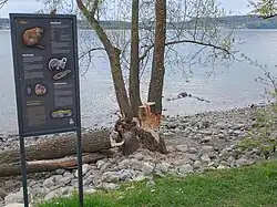 Angenagter Baum am Ufer des Bodensees