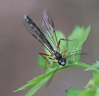 Rhyssella obliterata ♂