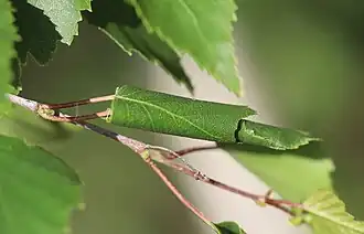 Blattwickel an Hängebirke