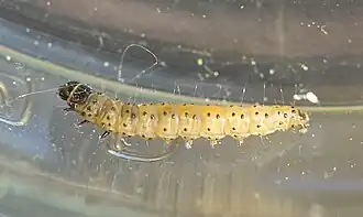 Reife Raupe (am 25. Mai)