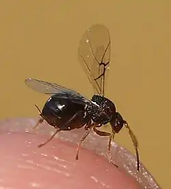 ♀ der geschlechtlichen Generation