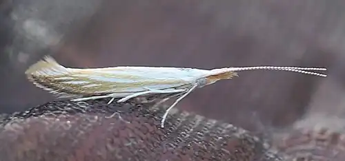 frisch geschlüpfter Schmetterling Mitte Juni