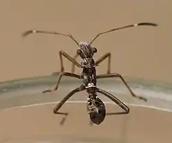 Nymphe, Dorsalansicht