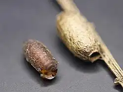 Kokons von Drino gilva (links) und Diprion pini, jeweils mit Öffnungsloch