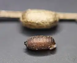 Kokons von Drino gilva (vorne) und Diprion pini