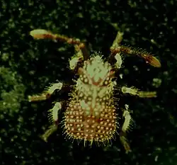 Erstes Nymphenstadium