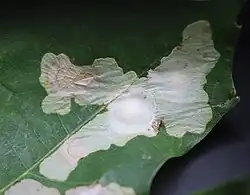 Weiße kreisförmige Kammer mit gelber Raupe im oberen Bereich erkennbar