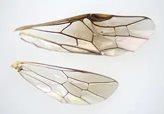 Flügel, unterer basaler Teil beider Flügel umgeklappt