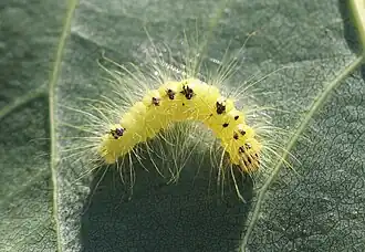 Jungraupe an Schwarzpappel (19. August 2023)