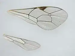 Flügel von Itoplectis alternans