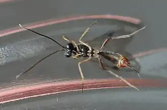 ♀ – Ventralansicht