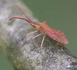 In der Schwetzinger Hardt