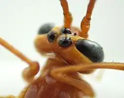 Ocelli und Hinterkopf