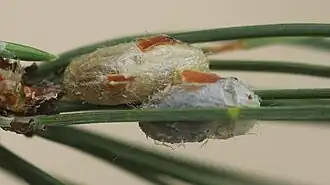 Kokons aus Zucht, gewöhnlich findet die Verpuppung im oder am Boden statt