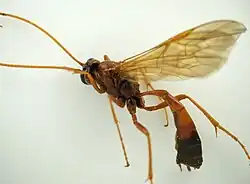 ♀ dorsolaterale Ansicht, Legebohrer sichtbar