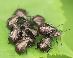 Ansammlung von Nymphen im 3. Stadium Anfang Juni