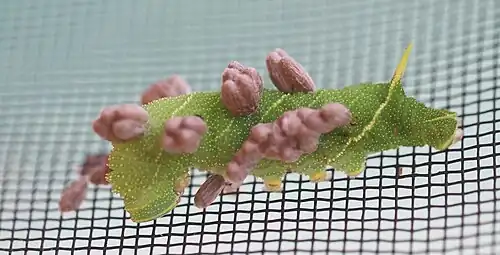 Kokons an einer parasitierten Pappelschwärmerraupe