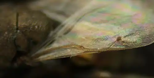 Dinarmus sp. ♂ – Flügeldetails