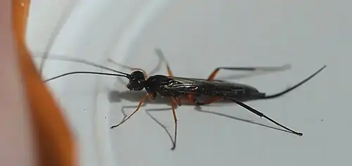 ♀ Seitenansicht