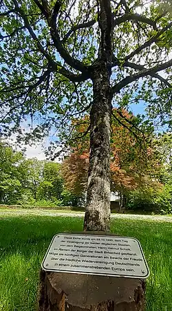 Gedenkeiche zur Wiedervereinigung
