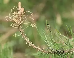 Larven an einem Kiefernzweig, die Nadeln am Zweigende wurden von den Junglarven abgenagt