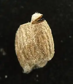 Mehrere Kokons, eines davon von einer geschlüpften Brackwespe