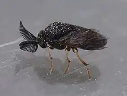 Männchen, Ende Mai geschlüpft