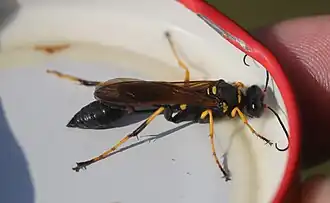 Weibchen, Seitenansicht