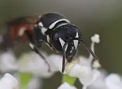 Frontansicht, Weibchen