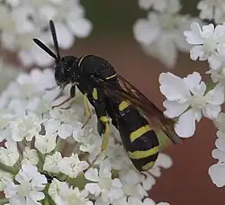 Männchen Anfang Juli