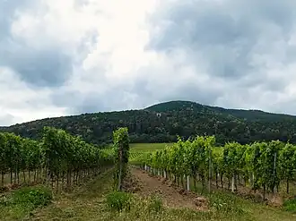 Werderberg - Blick von Edenkoben