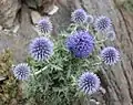 Ruthenische Kugeldistel (Echinops ritro)