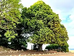 Naturdenkmal 2 Linden mit Bildstock